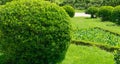 Sheared evergreens in ball Euonymus japonicus Ovatus Aureus evergreen spindle or Japanese spindle in Arboretum Park Royalty Free Stock Photo