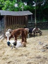 Sheared Farm Animals in Outdoor Pen