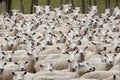 Sheared sheep