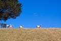 Sheared sheep Royalty Free Stock Photo