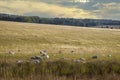 Sheared sheep with baby lambs in golden field on Sailsbury Plain in UK under sunset sky Royalty Free Stock Photo