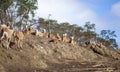 Sheared sheep farming scene