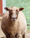 Sheared Sheep with Golden Eyes