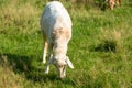 Sheared white sheep eating grass Royalty Free Stock Photo