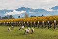 Sheared sheep grazing in autumn vineyard