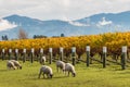 Sheared sheep grazing in autumn vineyard