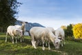 Sheared sheep grazing on hill Royalty Free Stock Photo