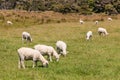 Sheared sheep grazing on meadow