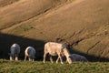 Sheared sheep grazing on slope