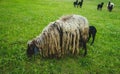 Sheared sheep in the meadow. Selective focus. Royalty Free Stock Photo