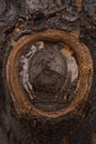 A sheared tree limb resembles an eye