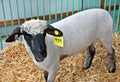 Sheared White Sheep in Pen Royalty Free Stock Photo