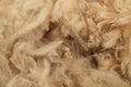 Sheared Wool Fleece. Royalty Free Stock Photo