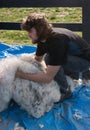 Shearer with a pile of alpaca fleece