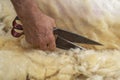 A shearer removes the sheep wool. Traditional shearing demonstration