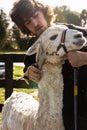 Shearer and white Huacaya alpaca