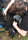 Shearing black alpaca