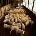 Shearing Shed Royalty Free Stock Photo