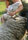 Shearing a sheep Royalty Free Stock Photo