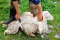 Shearing sheep Royalty Free Stock Photo