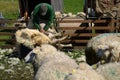 Shearing Sheep