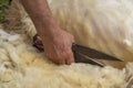 Shearing sheep process by blade shears to cut off the woolen fleece
