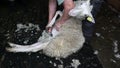 Shearing sheep