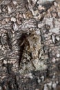 The shears, Hada plebeja resting on bark