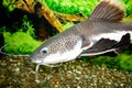 Sheat-fish Royalty Free Stock Photo