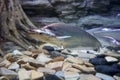 Sheatfish swimming in the aquarium. Micronema apogon.