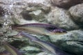 Sheatfish swimming in the aquarium. Micronema apogon.