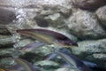 Sheatfish swimming in the aquarium. Micronema apogon.