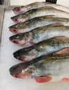 Sheatfishes, fish on Ice Tray Royalty Free Stock Photo