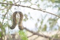 Sheath of mucuna pruriens hanging on the tree.Fur of mucuna pruriens has an effect on itching but properties is body tonic,fresh,