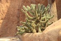 Sheathed cholla, cylindropuntia pallida desert cactus plant Royalty Free Stock Photo