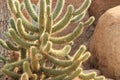 Sheathed cholla, cylindropuntia pallida desert cactus plant Royalty Free Stock Photo