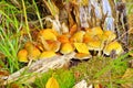 Sheathed woodtuft in autumn forest