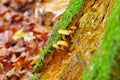 Sheathed woodtuft in autumn forest