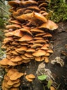 Sheathed woodtuft on the dead trunk