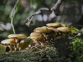 The Sheathed Woodtuft Kuehneromyces mutabilis is an edible mushroom Royalty Free Stock Photo