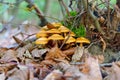 sheathed woodtuft or Kuehneromyces mutabilis in forest Royalty Free Stock Photo