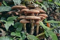 Sheathed woodtuft, Kuehneromyces mutabilis Royalty Free Stock Photo