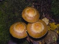 Sheathed Woodtuft, Kuehneromyces mutabilis, mushrooms on old wood close-up, selective focus, shallow DOF Royalty Free Stock Photo