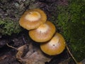Sheathed Woodtuft, Kuehneromyces mutabilis, mushrooms on old wood close-up, selective focus, shallow DOF Royalty Free Stock Photo