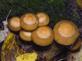 Sheathed Woodtuft, Kuehneromyces mutabilis, mushrooms on old wood close-up, selective focus, shallow DOF Royalty Free Stock Photo