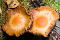 Sheathed Woodtuft, Kuehneromyces mutabilis, old mushrooms, selective focus Royalty Free Stock Photo