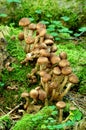 Sheathed woodtuft Royalty Free Stock Photo