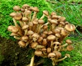 Sheathed woodtuft Royalty Free Stock Photo