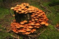 Sheathed woodtuft, Kuehneromyces mutabilis.