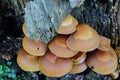 Sheathed Woodtuft mushrooms close up Royalty Free Stock Photo